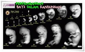 Maybe you would like to learn more about one of these? Perkembangan Bayi Dalam Kandungan Jom Hamil