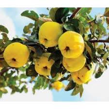 Chaenomeles cathayensis is a species of japanese quince. Flowering Quince Seeds Chaenomeles Japonica Cena 1 95