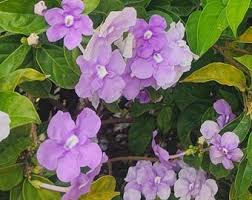 Image result for Pupalia grandiflora