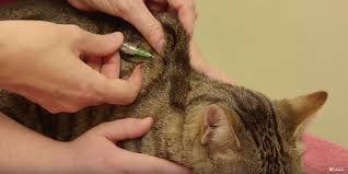 How To Give Subcutaneous Fluids To Your Cat International