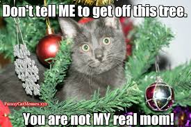 Funny Cat In Christmas Tree Funny Cat Christmas Meme