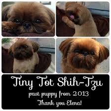 Maybe you would like to learn more about one of these? Praise Tiny Tot Shih Tzu Imperial Shih Tzu Puppies