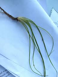 Image result for Isoetaceae