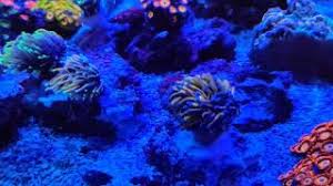 Visit espn to view the new york knicks team roster for the current season. Ny Knicks Hellfire Dragon Soul And Aussie Gold Torch Youtube