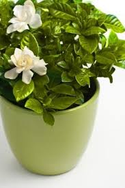 Pin On Garden Plants