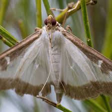 Comment éliminer la chenille défoliatrice du buis appelée pyrale du buis ? Pyrale Du Buis Attention Danger