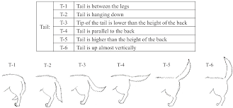 Animals Free Full Text Dogs Body Language Relevant To