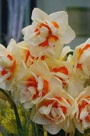 Pin On Flowers