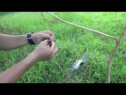 Dari sekian banyak peminatnya, terdapat beberapa diantaranya memilih untuk memikat burung. Jebakan Burung Hanya Dengan Senar Pancing Youtube