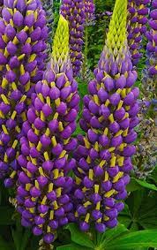 Pin On Garden Envy