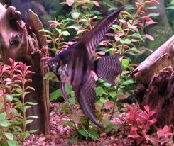Black And White Koi Angelfish The Angelfish Society Phenotype Library Streaked Black Lace Angel Fish Freshwater Aquarium Fish Aquarium Fish