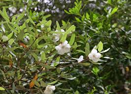 Image result for Cunoniaceae