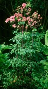 It can be hard to get. Western Meadow Rue Thalictrum Occidentale