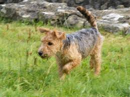 This ranking is calculated by counting all of the adverts placed for sale, adoption, stud and wanted on the pets4homes.co.uk website throughout the. Best 31 Lakeland Terrier Wallpaper On Hipwallpaper Boston Terrier Puppy Wallpaper Smooth Fox Terrier Wallpaper And Boston Terrier Wallpaper