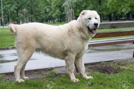 Maybe you would like to learn more about one of these? Central Asian Shepherd Dog Alabai An Ancient Breed From The Stock Photo Picture And Royalty Free Image Image 142547477