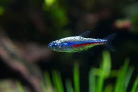 Check spelling or type a new query. Green Neon Tetra Paracheirodon Simulans Tetra Advanced Fishkeeper Blog