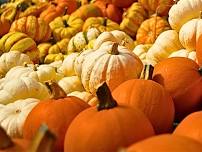 Thanksgiving Pumpkin Centerpiece Workshop