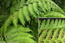 Image result for Microlepia speluncae