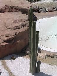 Image result for Lophocereus marginatus