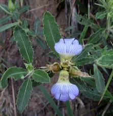 Image result for Blepharis dunensis