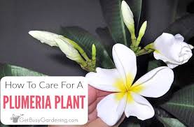 Plumeria Plant Care Guide How To Grow Plumeria Plants Plumeria Care Plant Care Houseplant Garden Plant Pots