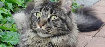 Le maine coon est, avec le savannah, l'une des plus grandes races de chat. Maine Coon Un Chat De Grande Taille Sociable Intelligent Et Joueur