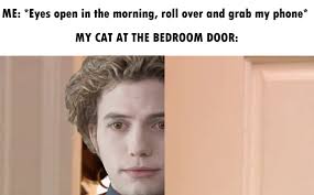 Cats that zoom all night for breakfast