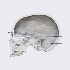 Image result for Maxillary Sinus