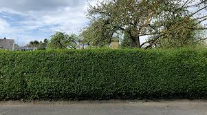 Da viele vogelarten hecken nutzen, um darin ihre nester zu bauen, ist es laut bundesnaturschutzgesetz verboten, zwischen 1. Hecke Schneiden Ab Marz Verboten Brilon Totallokal De