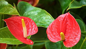 Calendario Del Jardin En Marzo Revista De Flores Plantas Jardineria Paisajismo Y Medio Ambiente