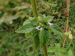 Image result for Cantinoa