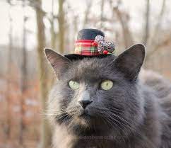 Pin On Fashion Cats