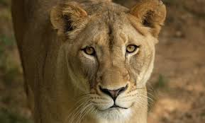 Résultats de recherche d'images pour « lion »