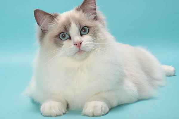 Mga resulta ng larawan para sa Ragdoll cat breed"