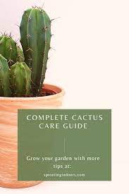 Top 7 Tips For Growing Beautiful Cacti Cactus Care How To Grow Cactus Succulent Fertilizer
