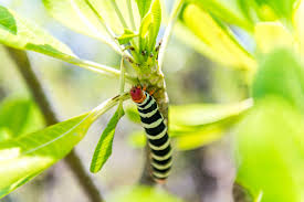 We did not find results for: The Frangipani Worm A Caribbean Beauty And Beast