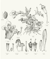 Image result for Linderniella