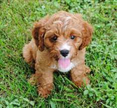 How big do cavapoos get? Cavapoo Cavoodle Puppies For Sale In Il Dreamcatcher Hill Puppies