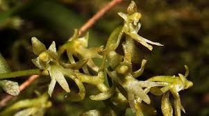 Image result for Angraecopsis parviflora