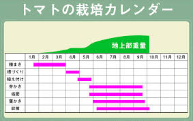 家庭菜園初心者も必見 大玉トマトの育て方 プランター栽培方法も