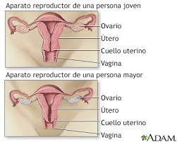 Se describe el aparato reproductor femenino, como parte del programa de estudios y asignaturas relacionadas con biología. Spanish Hie Multimedia Cambios En El Aparato Reproductor Femenino Con La Edad