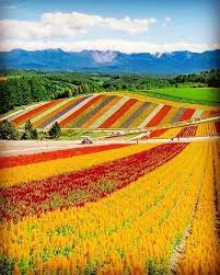 Panoramic Flower Gardens Shikisai No Oka Hokkaido Japan Japan Tourist Spots Japan Tourist Japan Travel
