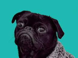 Pet synonyms, pet pronunciation, pet translation, english dictionary definition of pet. Paying Less For Your Pet S Care Doesn T Make You A Bad Person