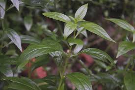 News and information about sabah snake grass (clinacanthus nutans, 优顿草) is spreading in the internet and claims that it can cure cancer abound. The Marvelous Plant Snake Grass Steemit