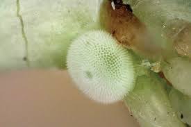 Image result for Satyrium sceptrum