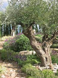 Mediterranean Olive Garden A Show Garden At The Rhs Spring Gardening Show Malvern Mediterranean Garden Design Olive Trees Landscape Mediterranean Garden