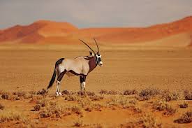 Springboks are very common in rural areas and on. African Animals List A Comprehensive Guide With Links Photos