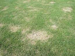 Una urea baja puede significar malnutrición en el paciente e incluso relacionarse con problemas en el hígado, lo cual puede deberse a las causas. Baja Urea Tak Sesuai Untuk Rumput Betul Ke Impiana