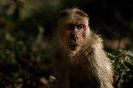 He Sadness In Her Eyes Speaks For Itself Nandi Hills Bangalore India Nandi Hills Eyes