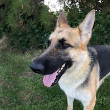 Are german shepherds dangerous pets? German Shepherd Puppies For Sale Craigslist San Diego